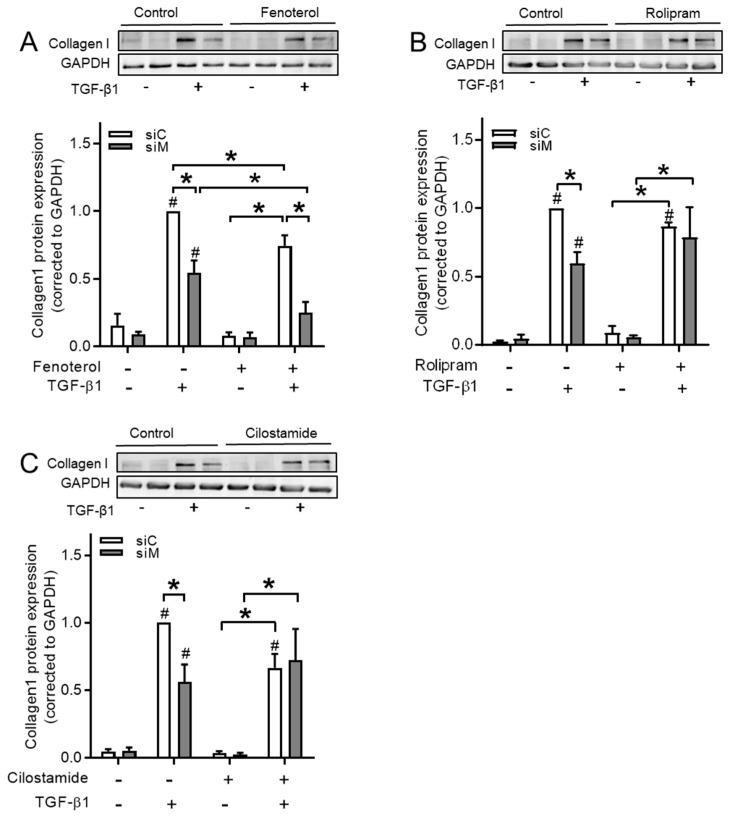 https://cdn.ncbi.nlm.nih.gov/pmc/blobs/71dc/7072527/6ce6a397f443/cells-09-00356-g012.jpg