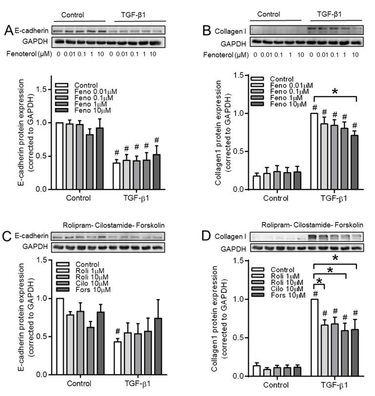 https://cdn.ncbi.nlm.nih.gov/pmc/blobs/71dc/7072527/7df71bb98905/cells-09-00356-g011.jpg