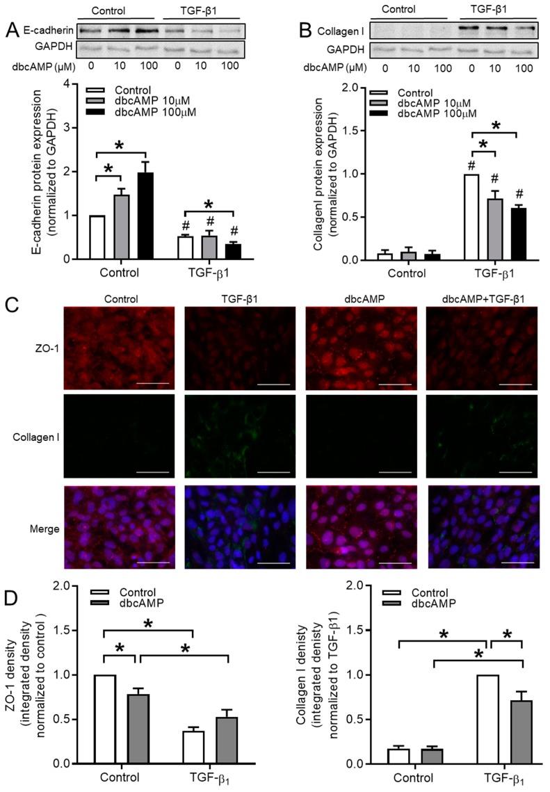 https://cdn.ncbi.nlm.nih.gov/pmc/blobs/71dc/7072527/a4eccd98b74c/cells-09-00356-g010.jpg
