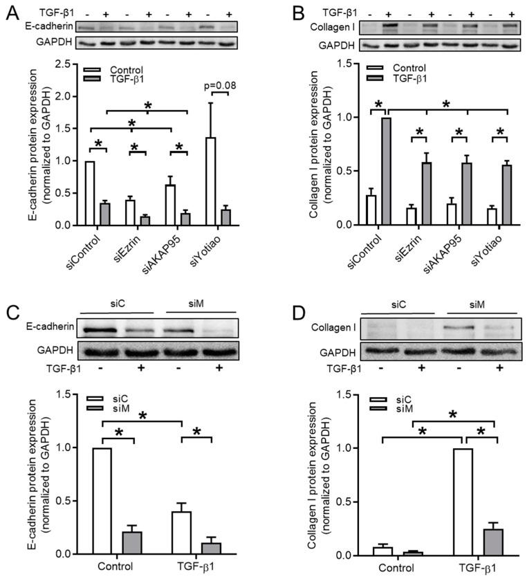 https://cdn.ncbi.nlm.nih.gov/pmc/blobs/71dc/7072527/ee25cf292756/cells-09-00356-g005.jpg