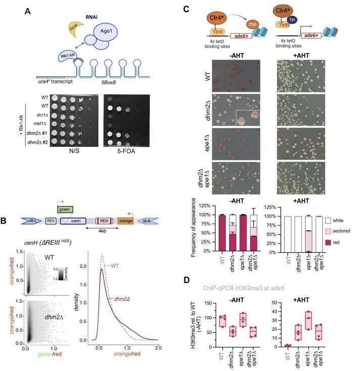 https://cdn.ncbi.nlm.nih.gov/pmc/blobs/71ea/11662645/dcbb81460d77/gkae1024fig5.jpg