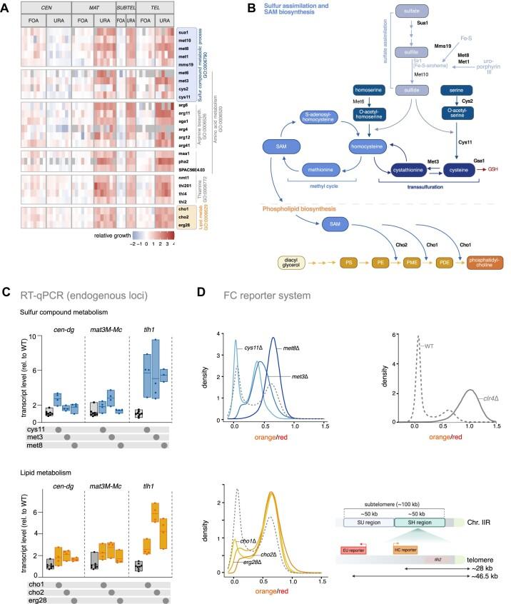 https://cdn.ncbi.nlm.nih.gov/pmc/blobs/71ea/11662645/f91bfae8c086/gkae1024fig3.jpg