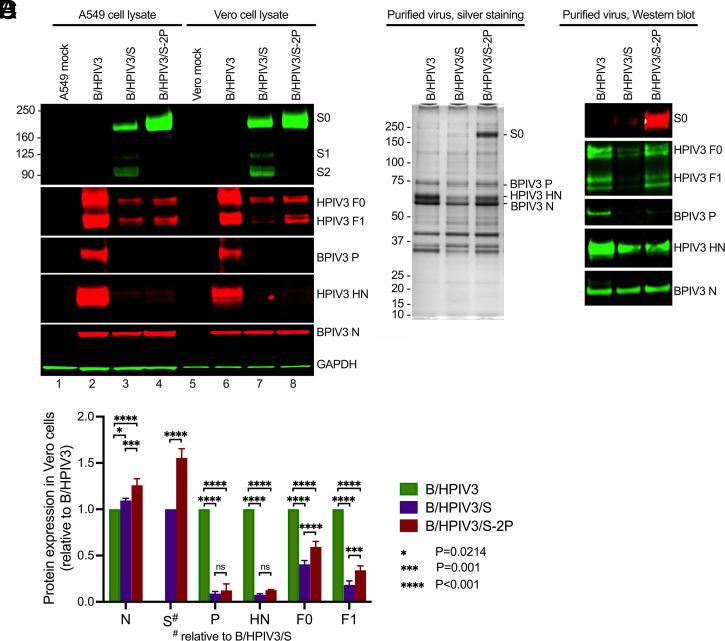 https://cdn.ncbi.nlm.nih.gov/pmc/blobs/7209/8685679/f4936c3468f9/pnas.202109744fig02.jpg