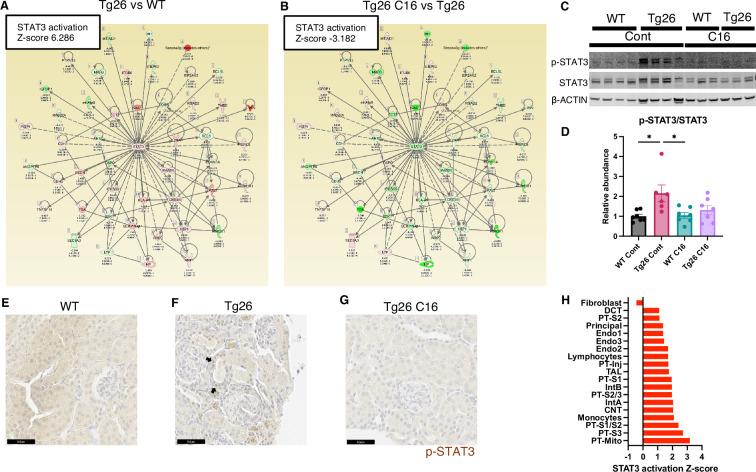 https://cdn.ncbi.nlm.nih.gov/pmc/blobs/723b/11361708/56741a3b48a8/elife-91260-fig5.jpg