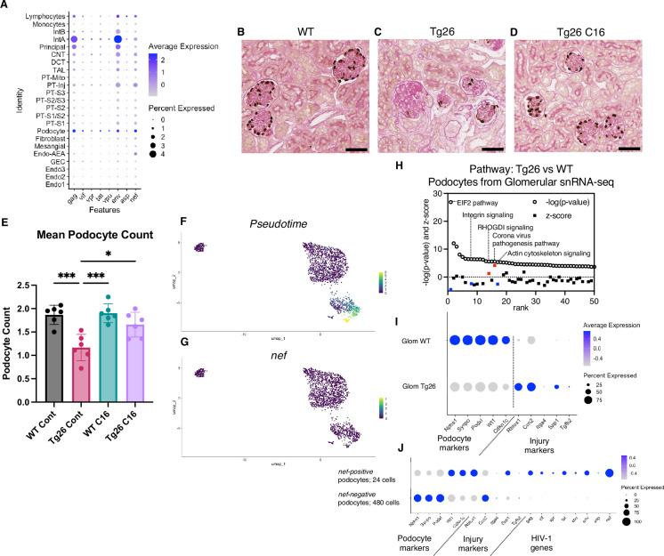 https://cdn.ncbi.nlm.nih.gov/pmc/blobs/723b/11361708/5f8edaeb3b98/elife-91260-fig7.jpg