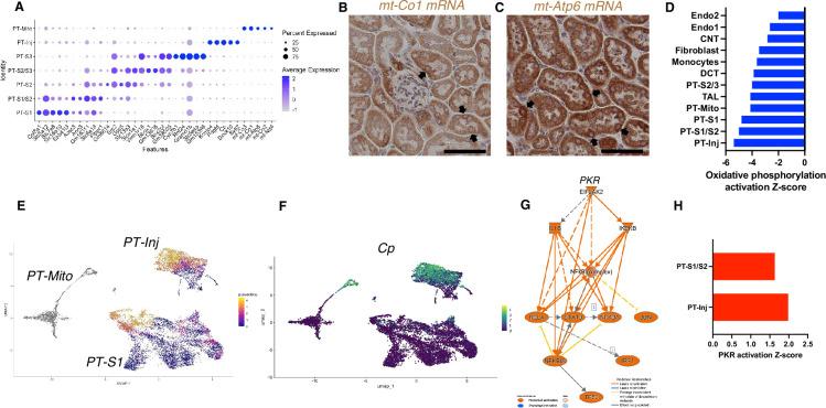 https://cdn.ncbi.nlm.nih.gov/pmc/blobs/723b/11361708/fc269619ebcb/elife-91260-fig4.jpg