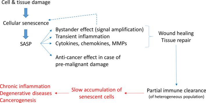 https://cdn.ncbi.nlm.nih.gov/pmc/blobs/7259/7744960/42fac5a7780b/ACEL-19-e13270-g005.jpg