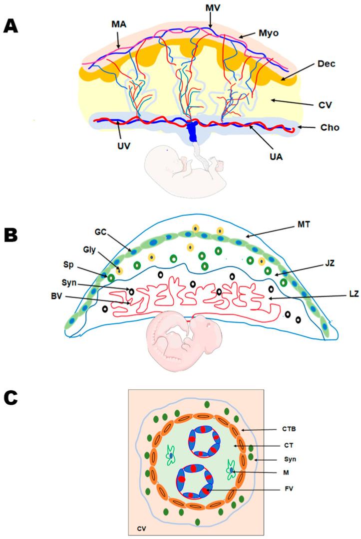 https://cdn.ncbi.nlm.nih.gov/pmc/blobs/7270/12015882/4765c4b75b1e/jdb-13-00011-g002.jpg