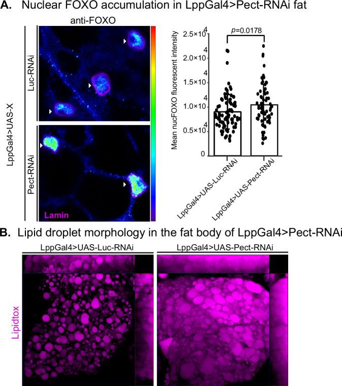 https://cdn.ncbi.nlm.nih.gov/pmc/blobs/728b/9566863/119876e39f03/elife-80282-fig5.jpg