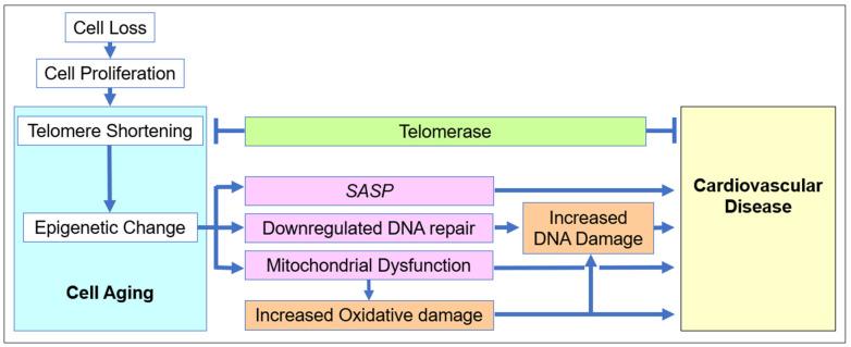 https://cdn.ncbi.nlm.nih.gov/pmc/blobs/7297/9775230/b1831d7cb6f2/biology-11-01768-g003.jpg