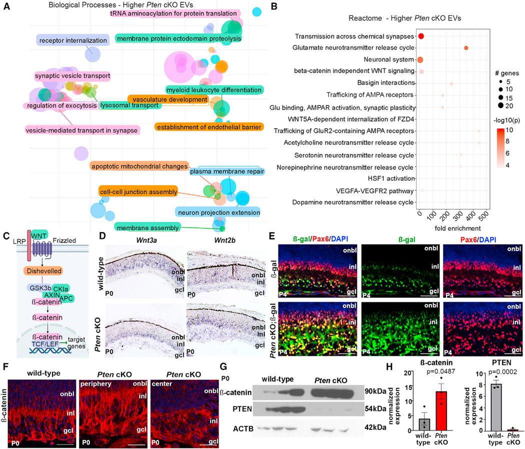 https://cdn.ncbi.nlm.nih.gov/pmc/blobs/72c9/11290456/bb128e1b4a19/nihms-1988747-f0006.jpg
