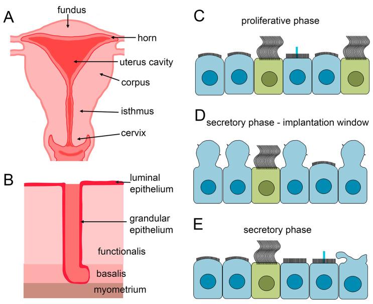 https://cdn.ncbi.nlm.nih.gov/pmc/blobs/72e1/11639810/19359b3472ca/cells-13-01974-g003.jpg
