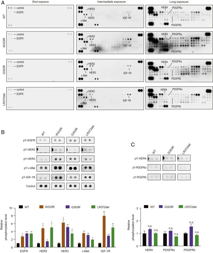 https://cdn.ncbi.nlm.nih.gov/pmc/blobs/72f7/8449365/17eb961dbfac/pnas.2101751118fig03.jpg