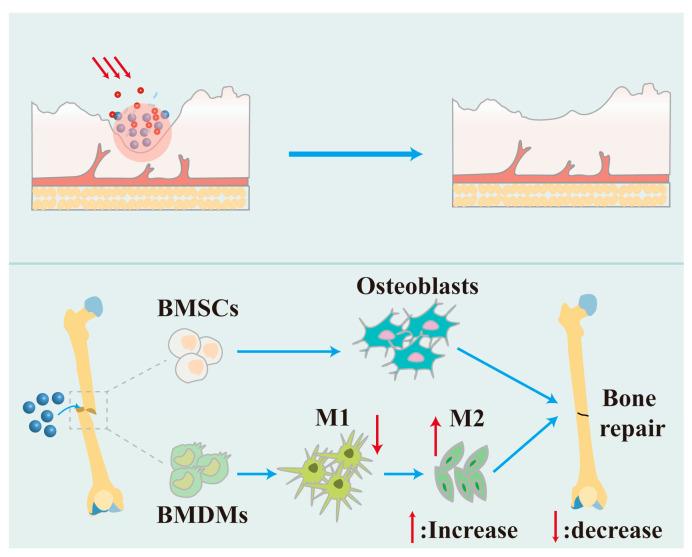 https://cdn.ncbi.nlm.nih.gov/pmc/blobs/7312/12348174/732e67237e9d/nutrients-17-02443-g005.jpg