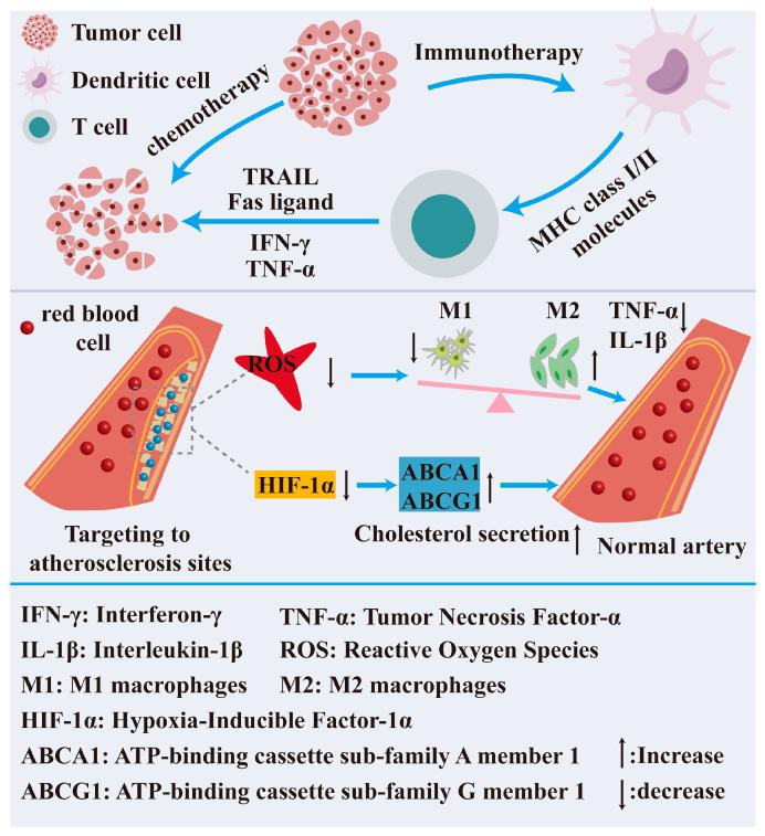 https://cdn.ncbi.nlm.nih.gov/pmc/blobs/7312/12348174/dc3ae640ae30/nutrients-17-02443-g004.jpg