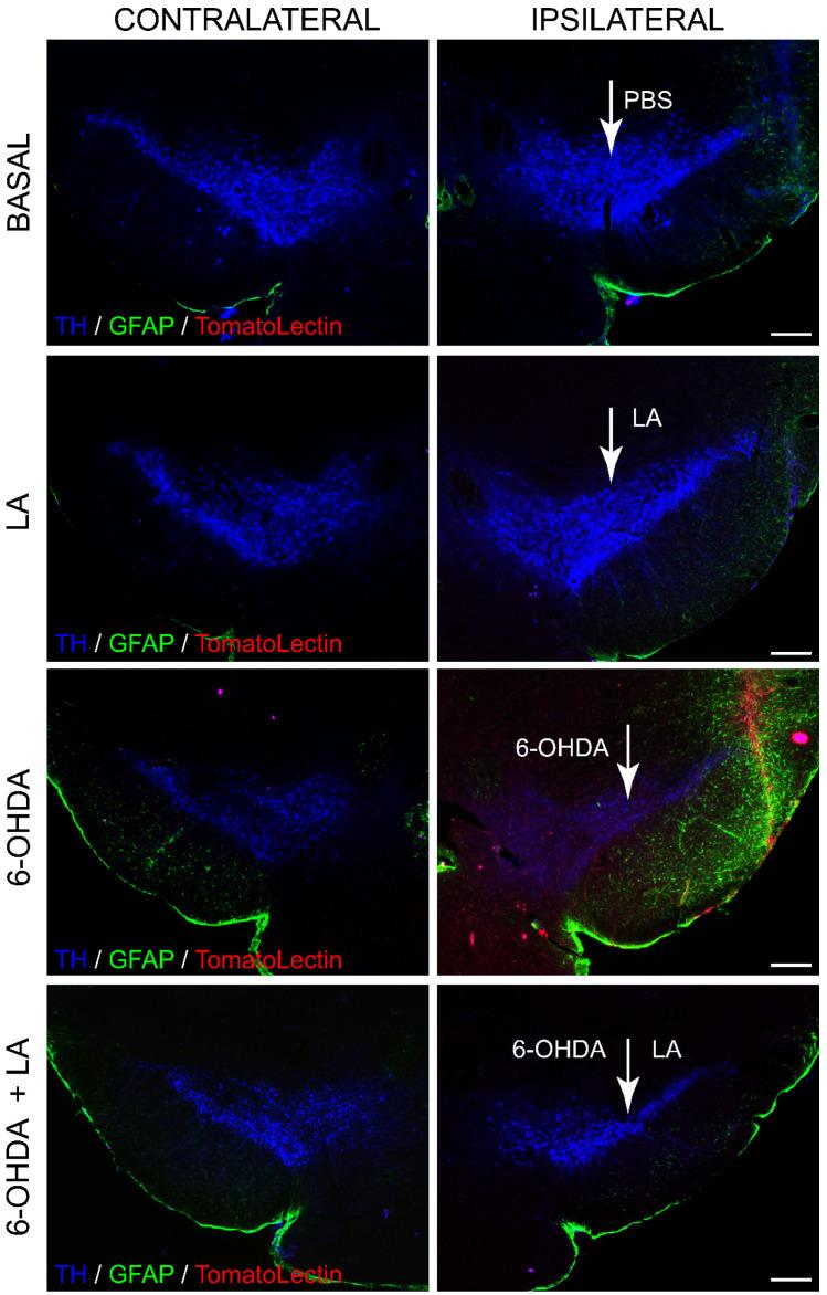 https://cdn.ncbi.nlm.nih.gov/pmc/blobs/7315/9331796/77ba56bf970e/cells-11-02297-g0A1.jpg