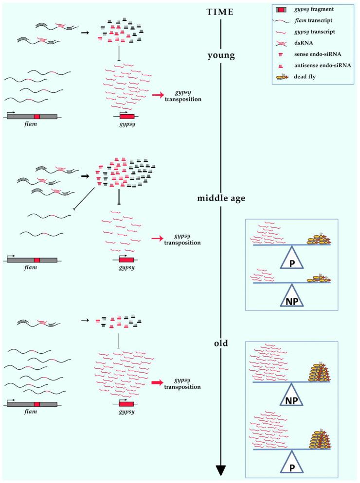 https://cdn.ncbi.nlm.nih.gov/pmc/blobs/731a/8750722/a3d4512bd102/cells-11-00079-g003.jpg
