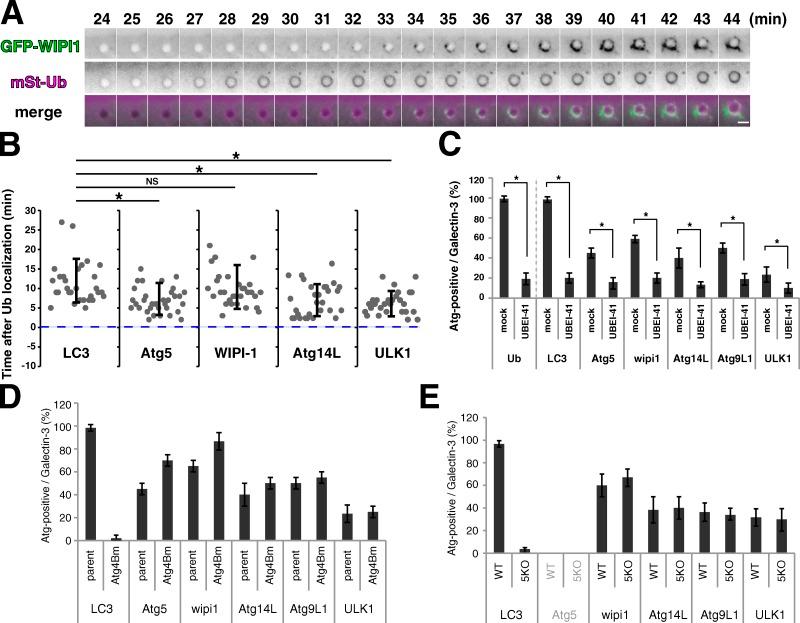 https://cdn.ncbi.nlm.nih.gov/pmc/blobs/7320/3798248/0d0a963675b0/JCB_201304188_Fig2.jpg