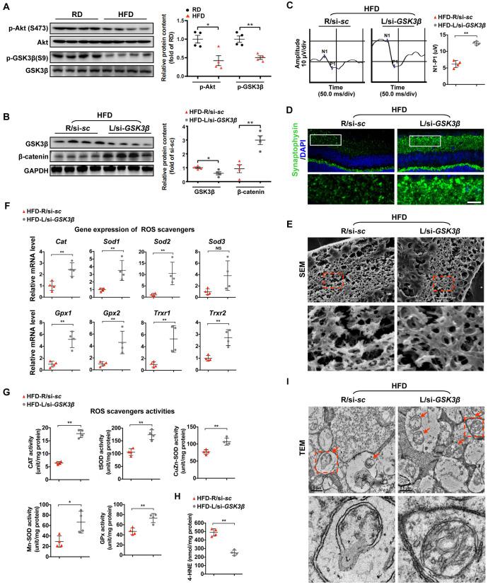 https://cdn.ncbi.nlm.nih.gov/pmc/blobs/7344/7377872/4bc173663090/aging-12-103446-g004.jpg