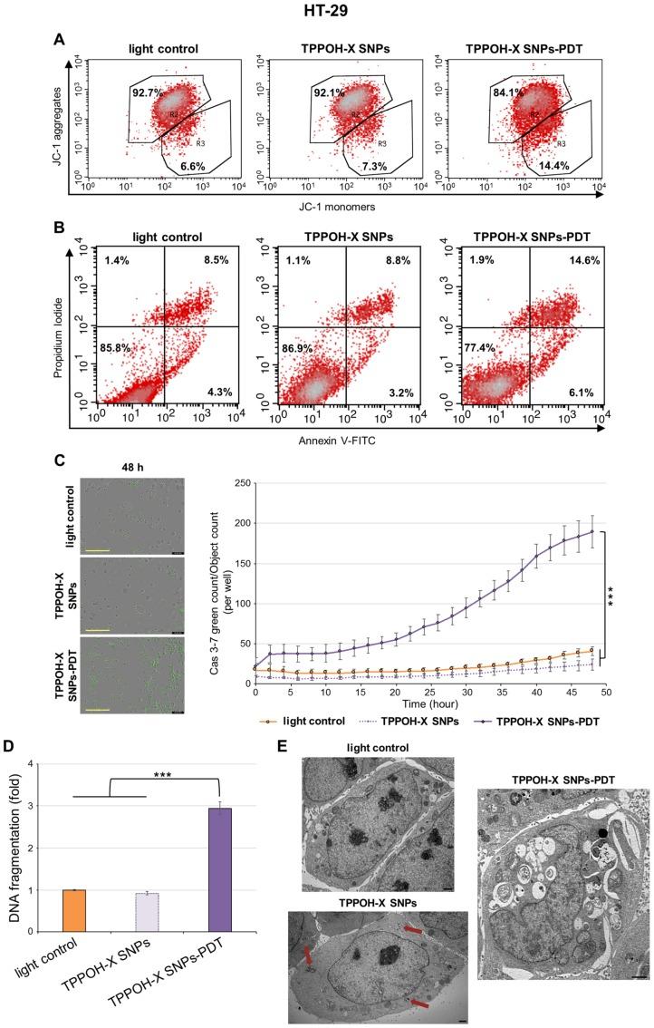 https://cdn.ncbi.nlm.nih.gov/pmc/blobs/7351/6826978/d6824c645a29/cancers-11-01474-g003.jpg