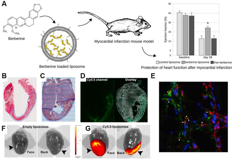 https://cdn.ncbi.nlm.nih.gov/pmc/blobs/7360/8892098/027e2d843c1a/gr7.jpg