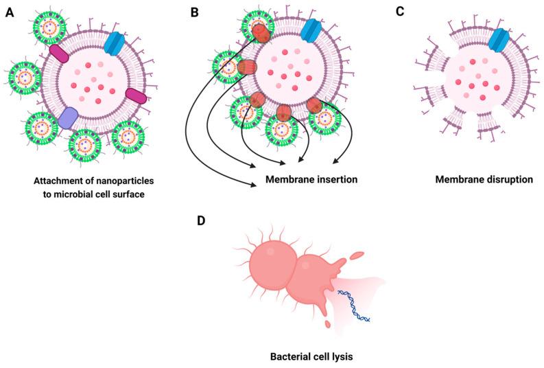 https://cdn.ncbi.nlm.nih.gov/pmc/blobs/7361/11430415/284992e99633/biomolecules-14-01082-g006.jpg
