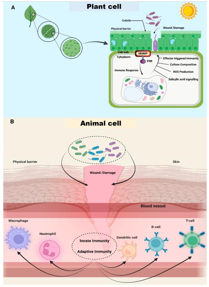 https://cdn.ncbi.nlm.nih.gov/pmc/blobs/7361/11430415/edbc833d7e8a/biomolecules-14-01082-g002.jpg