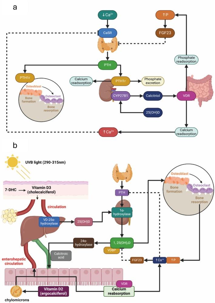 https://cdn.ncbi.nlm.nih.gov/pmc/blobs/736e/11974265/84159525bf1e/JCSM-16-e13787-g004.jpg