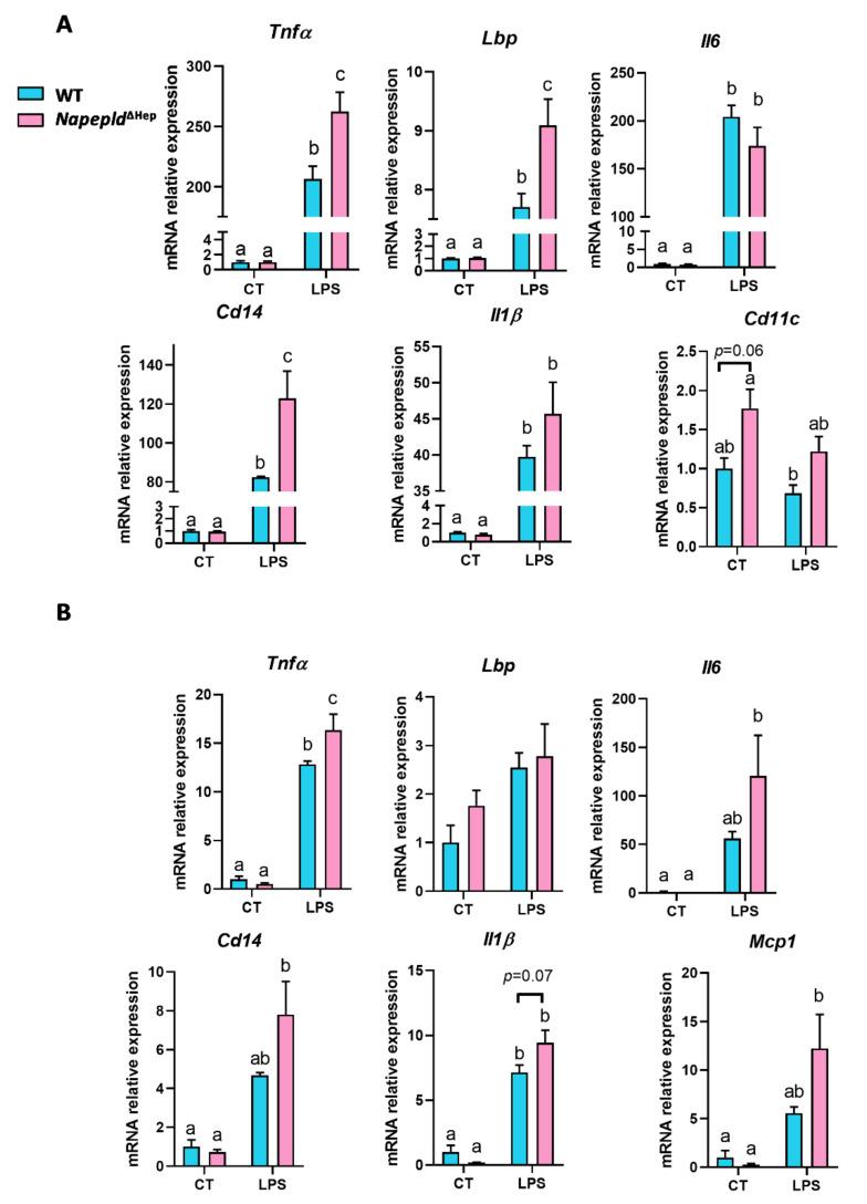 https://cdn.ncbi.nlm.nih.gov/pmc/blobs/739c/7291298/79b49dade418/cells-09-01247-g006.jpg