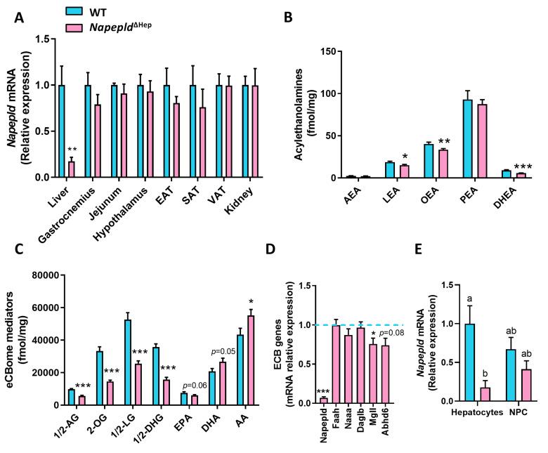 https://cdn.ncbi.nlm.nih.gov/pmc/blobs/739c/7291298/cf6f02e3ef52/cells-09-01247-g001.jpg