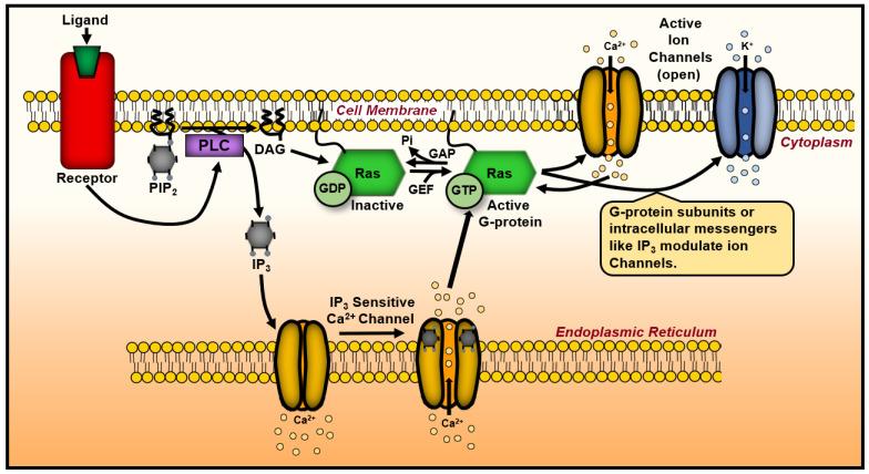 https://cdn.ncbi.nlm.nih.gov/pmc/blobs/73bc/12383533/bacb6a4e9a2a/biology-14-00936-g007.jpg