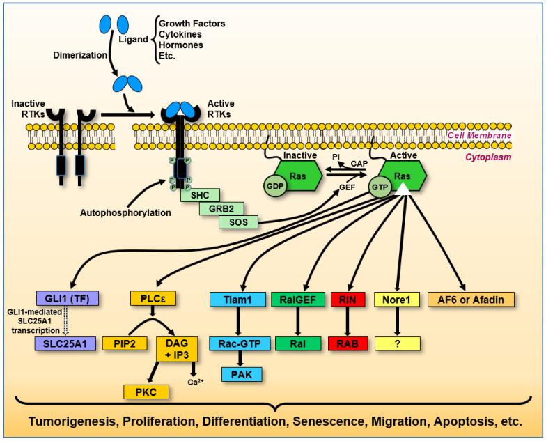 https://cdn.ncbi.nlm.nih.gov/pmc/blobs/73bc/12383533/d7b9b36e1897/biology-14-00936-g005.jpg