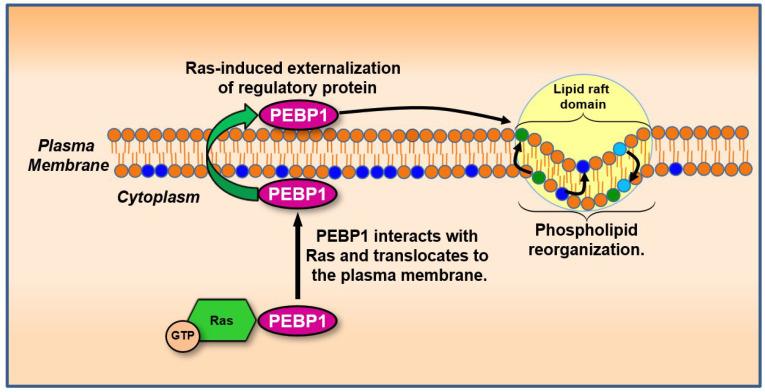 https://cdn.ncbi.nlm.nih.gov/pmc/blobs/73bc/12383533/eaf831d71ce0/biology-14-00936-g006.jpg