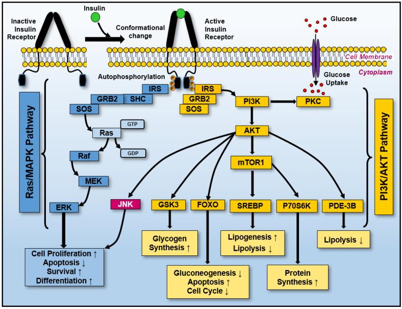 https://cdn.ncbi.nlm.nih.gov/pmc/blobs/73bc/12383533/edf083346c20/biology-14-00936-g004.jpg
