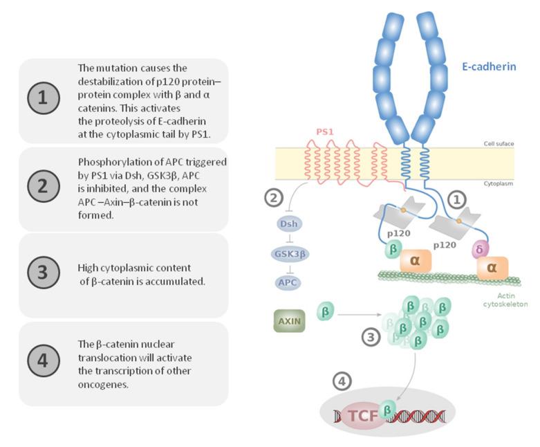 https://cdn.ncbi.nlm.nih.gov/pmc/blobs/73bd/8950196/68662b362d92/genes-13-00400-g006.jpg