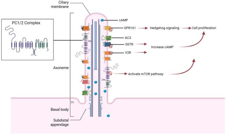 https://cdn.ncbi.nlm.nih.gov/pmc/blobs/741c/12345701/e637cfe23e85/cells-14-01203-g002.jpg