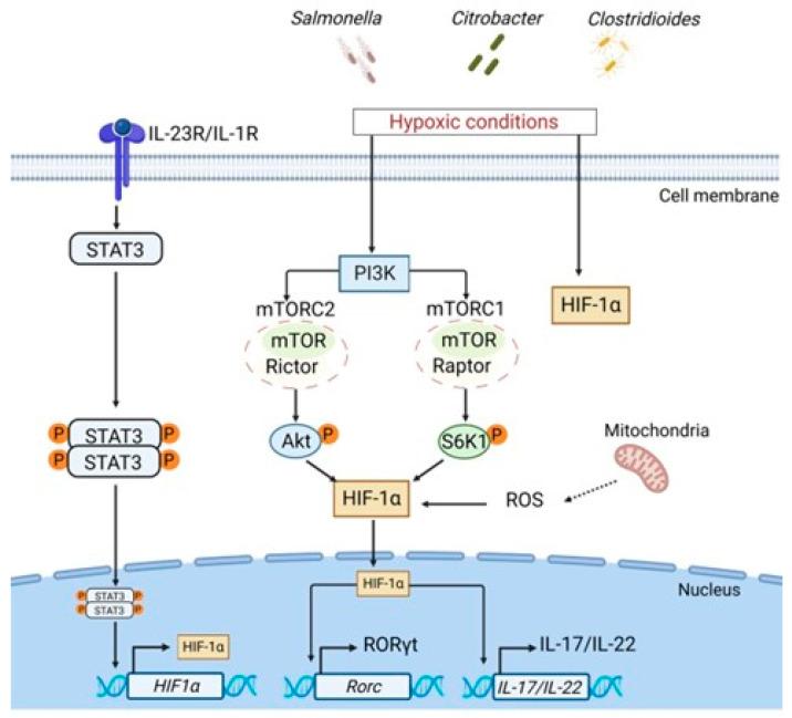 https://cdn.ncbi.nlm.nih.gov/pmc/blobs/7428/9967737/049af506c1d6/microorganisms-11-00461-g003.jpg