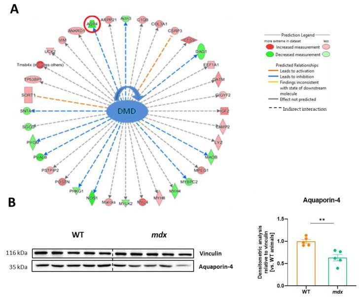 https://cdn.ncbi.nlm.nih.gov/pmc/blobs/7443/10669179/0a2f26f03883/biomolecules-13-01648-g006.jpg