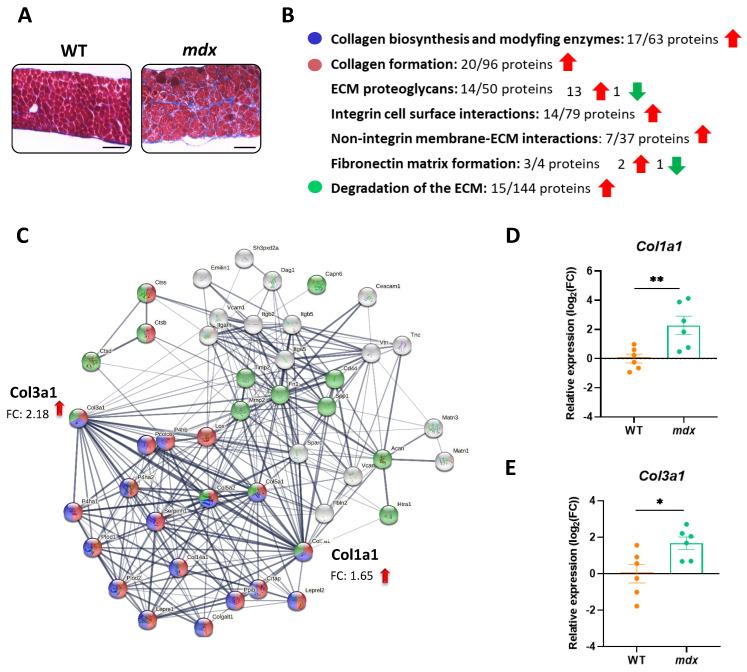 https://cdn.ncbi.nlm.nih.gov/pmc/blobs/7443/10669179/81fb5054844c/biomolecules-13-01648-g004.jpg