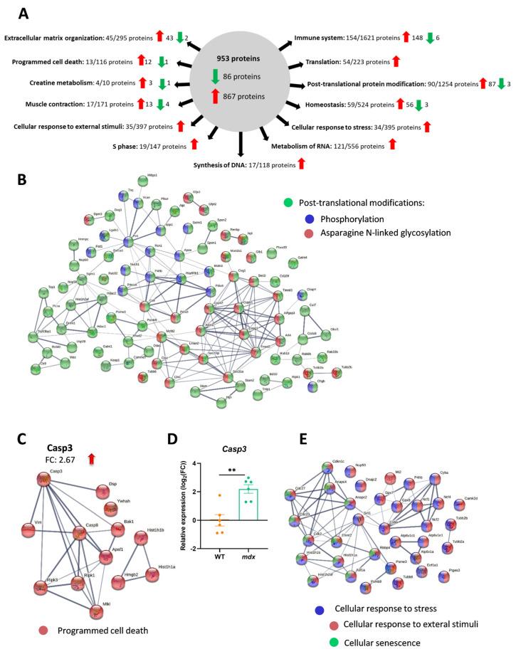 https://cdn.ncbi.nlm.nih.gov/pmc/blobs/7443/10669179/a032ddd9fb67/biomolecules-13-01648-g005.jpg