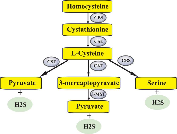 https://cdn.ncbi.nlm.nih.gov/pmc/blobs/7475/12053776/24cfdabd776a/DMSO-18-1373-g0001.jpg