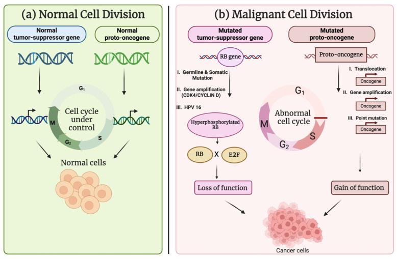 https://cdn.ncbi.nlm.nih.gov/pmc/blobs/74a2/11988167/5f631b18fb82/cancers-17-01082-g001.jpg