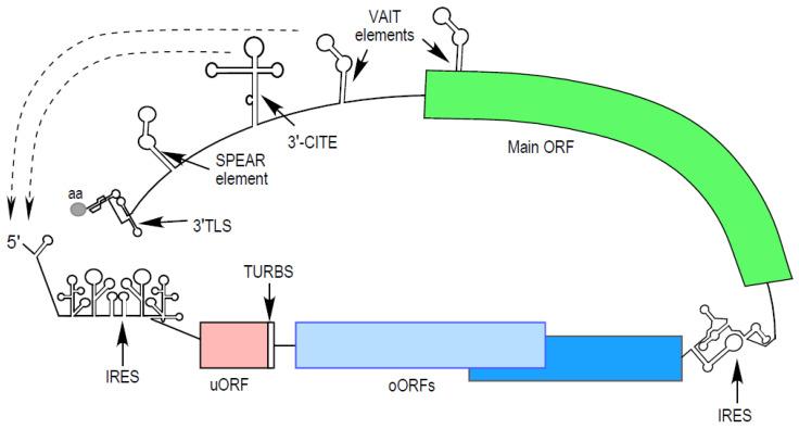 https://cdn.ncbi.nlm.nih.gov/pmc/blobs/74b0/10976276/4641bdc7f5e7/viruses-16-00468-g001.jpg