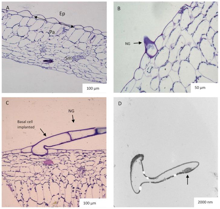 https://cdn.ncbi.nlm.nih.gov/pmc/blobs/74d6/10302064/6885756b4b76/plants-12-02312-g006.jpg
