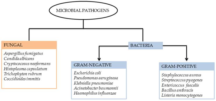 https://cdn.ncbi.nlm.nih.gov/pmc/blobs/74f0/12108479/18cecae850e7/antibiotics-14-00516-g001.jpg
