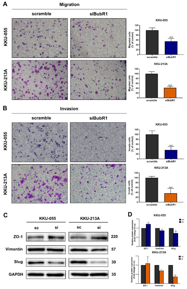 https://cdn.ncbi.nlm.nih.gov/pmc/blobs/753e/11274929/d132162d5abd/biomedicines-12-01611-g005.jpg