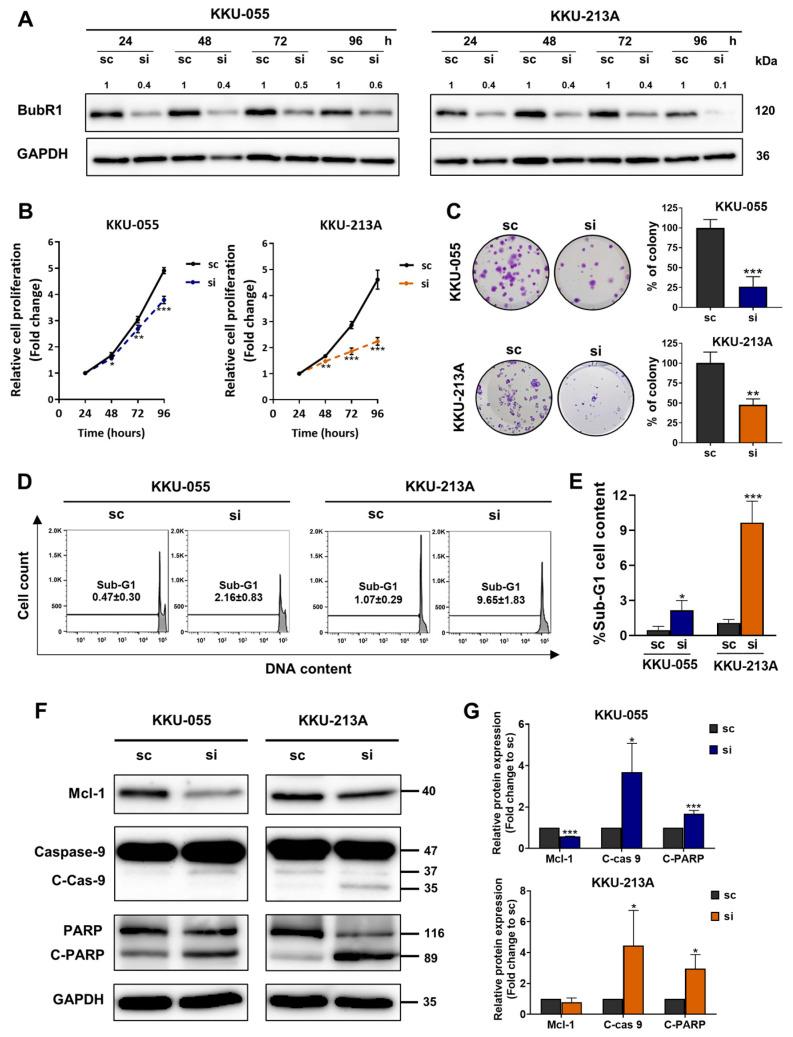 https://cdn.ncbi.nlm.nih.gov/pmc/blobs/753e/11274929/eba1da5b925b/biomedicines-12-01611-g004.jpg