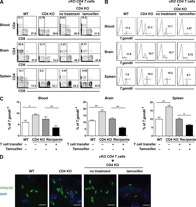 https://cdn.ncbi.nlm.nih.gov/pmc/blobs/7544/4995081/d523c37313a6/JEM_20151995_Fig10.jpg