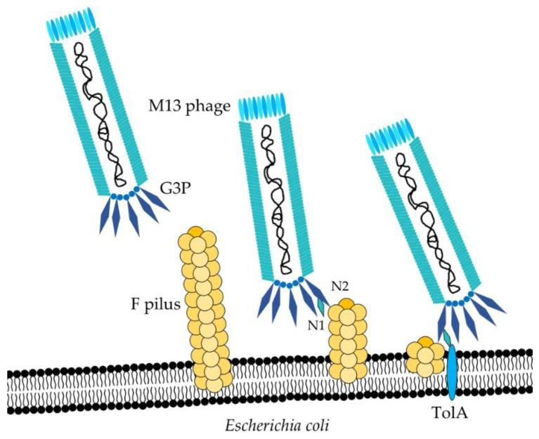 https://cdn.ncbi.nlm.nih.gov/pmc/blobs/75ca/6024766/7c78ed02b023/toxins-10-00236-g002.jpg