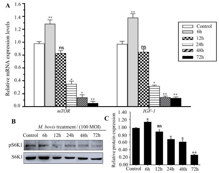 https://cdn.ncbi.nlm.nih.gov/pmc/blobs/75de/9699266/be8b733e95d4/vetsci-09-00630-g003.jpg